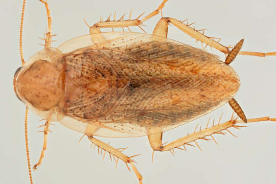 Image of tawny cockroach