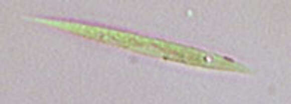 Image of Chlorogonium elongatum