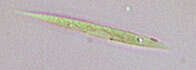 Image of Chlorogonium elongatum