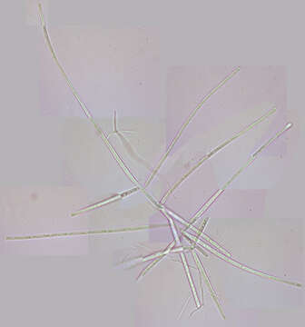 Image of Dendrospora