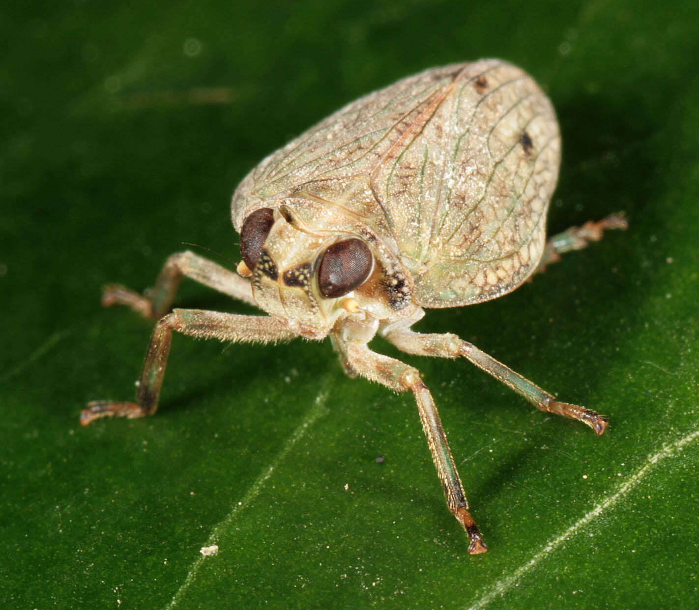 Image of Issus coleoptratus (Fabricius 1781)