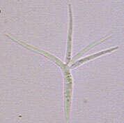 Image of Alatospora acuminata Ingold 1942