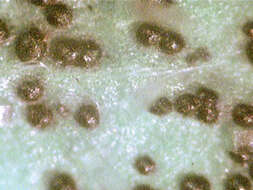 Image of Dothideomycetes