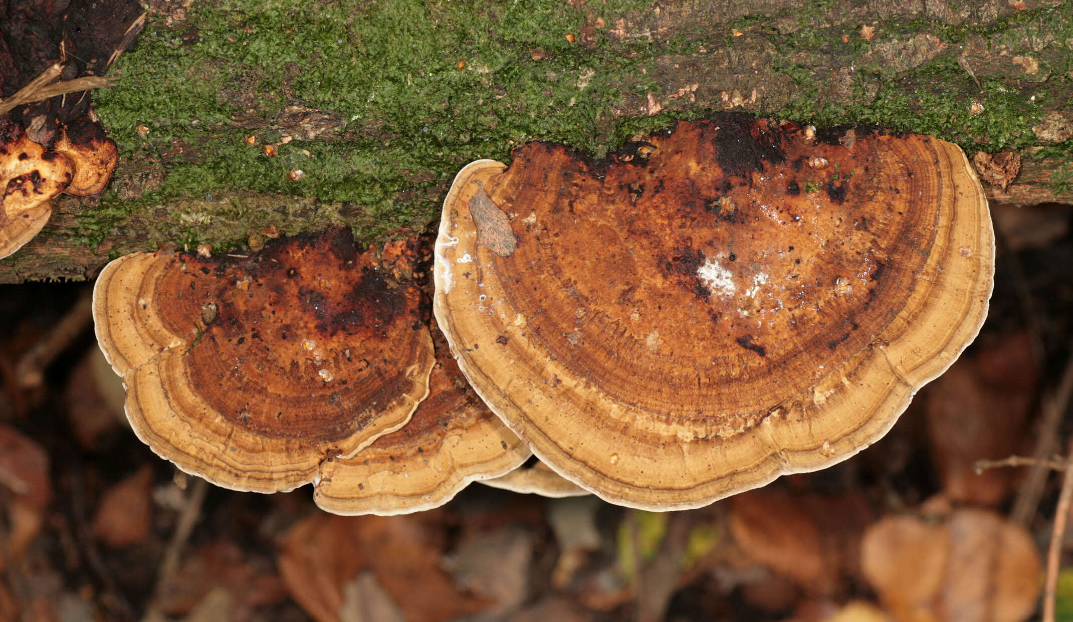 Image of Daedaleopsis confragosa (Bolton) J. Schröt. 1888