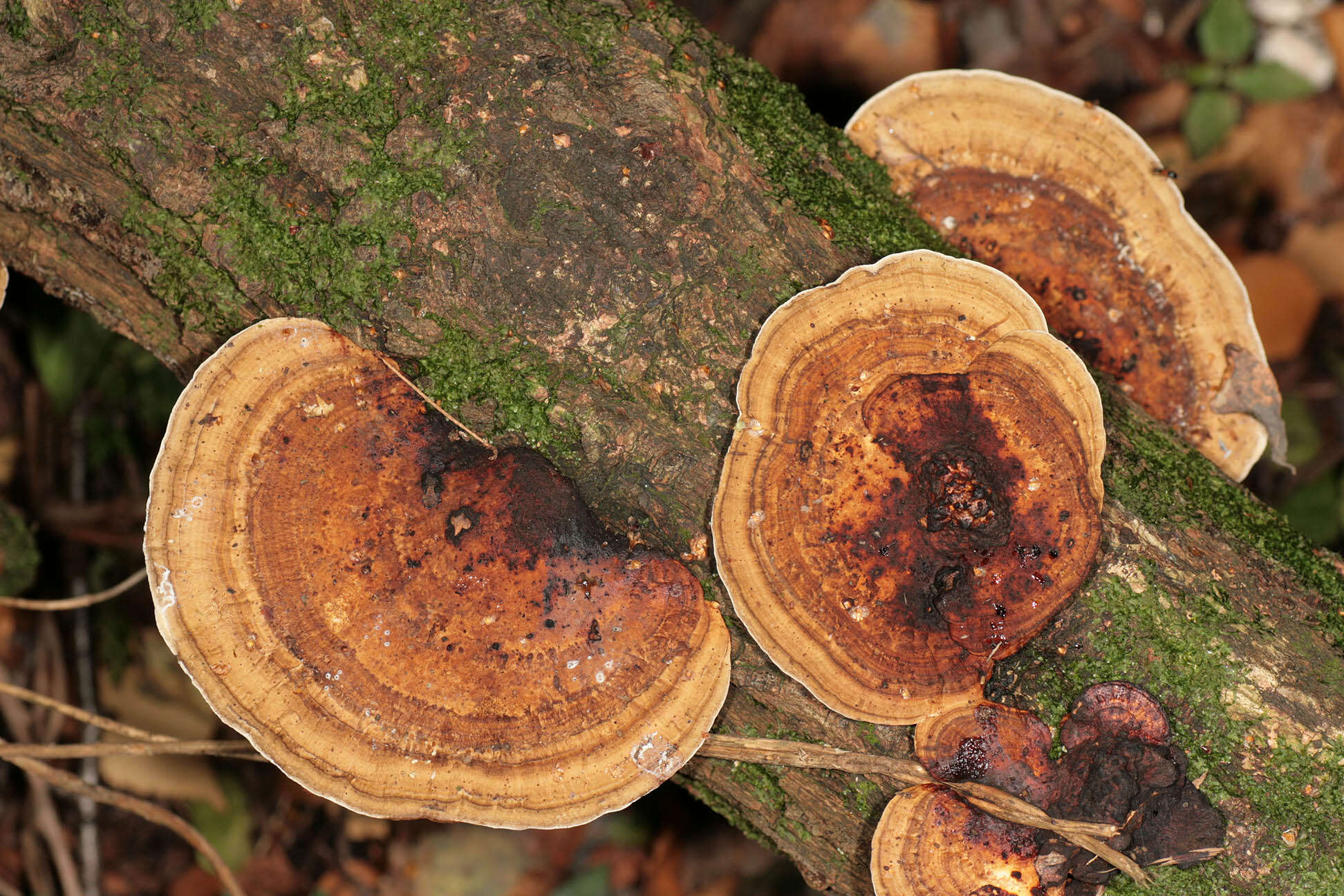 Image of Daedaleopsis confragosa (Bolton) J. Schröt. 1888