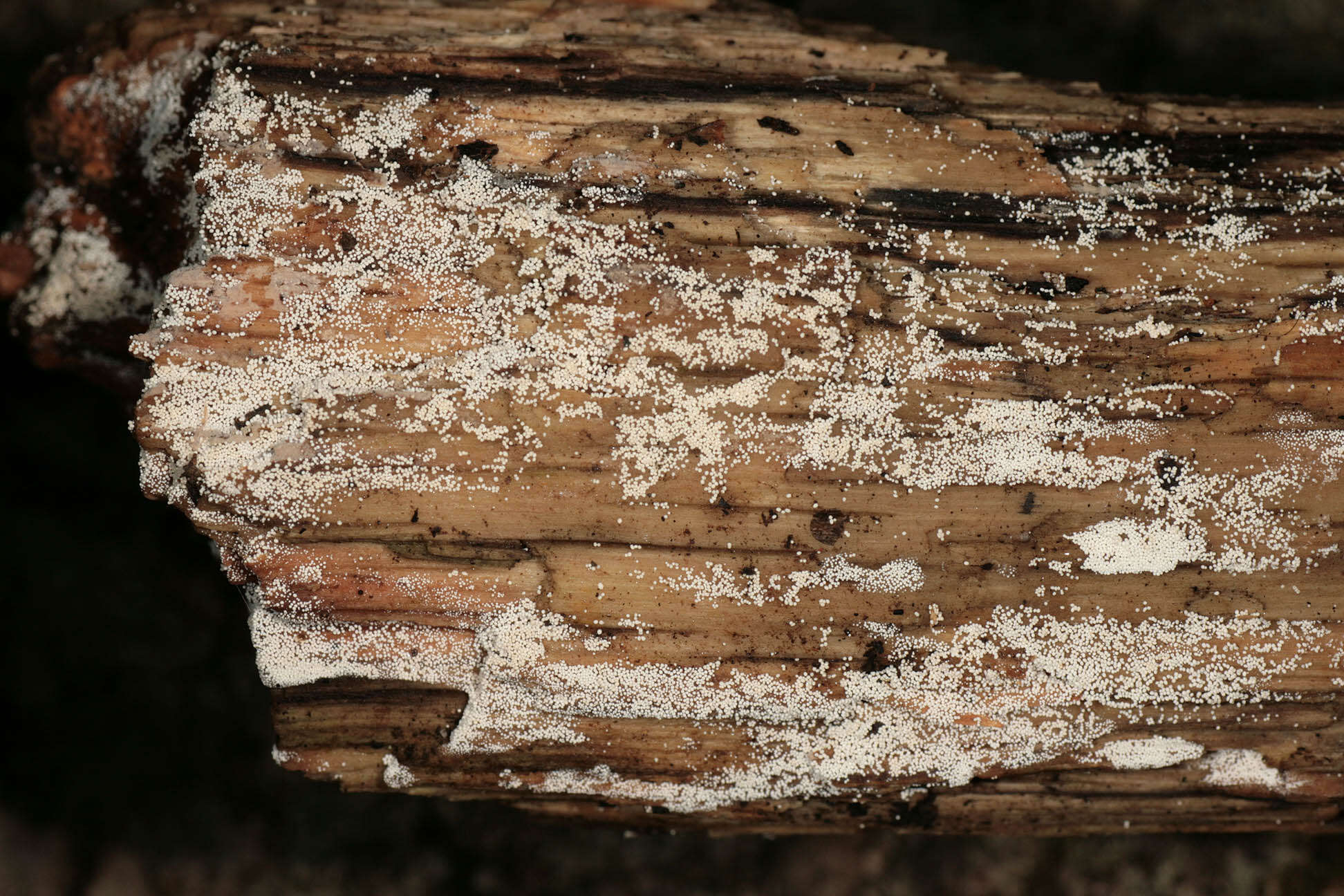 Image of Bulbillomyces