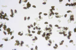 Image of Bulgariaceae