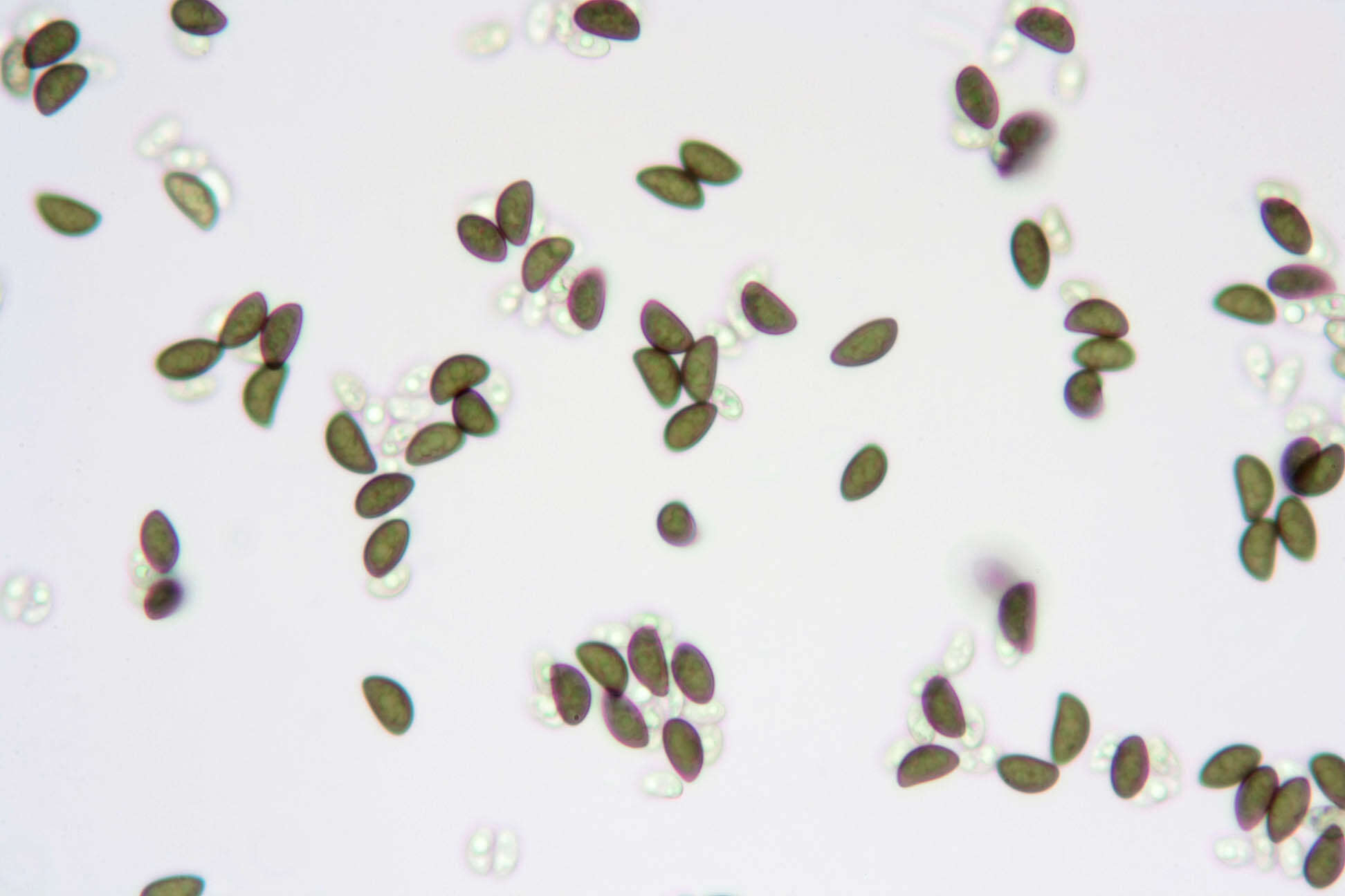 Image of Bulgariaceae