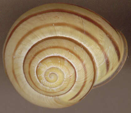 Image of Brown Lipped Snail