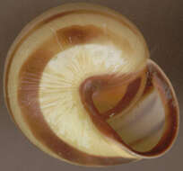 Image of Brown Lipped Snail