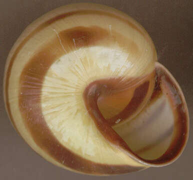 Image of Brown Lipped Snail