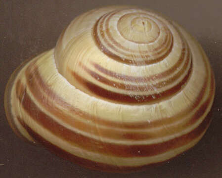 Image of Brown Lipped Snail