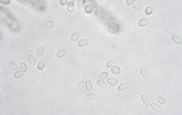 Pyronema domesticum (Sowerby) Sacc. 1889的圖片