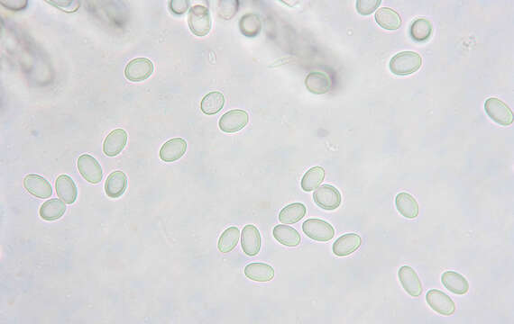 Pyronema domesticum (Sowerby) Sacc. 1889的圖片