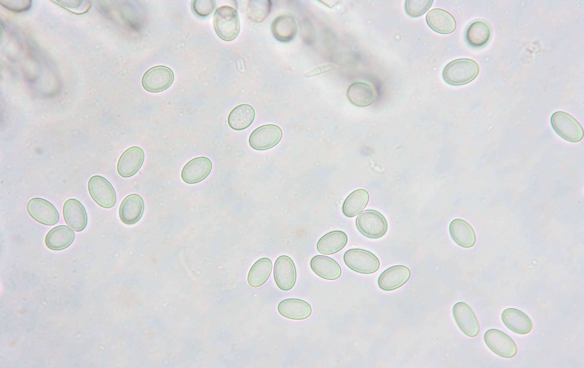 Imagem de Pyronema domesticum (Sowerby) Sacc. 1889