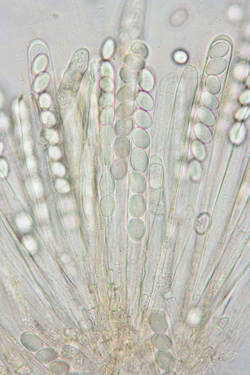 صورة Pyronema domesticum (Sowerby) Sacc. 1889