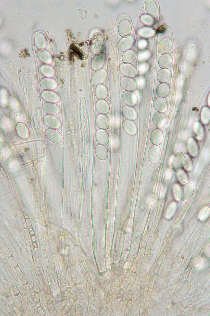 صورة Pyronema domesticum (Sowerby) Sacc. 1889