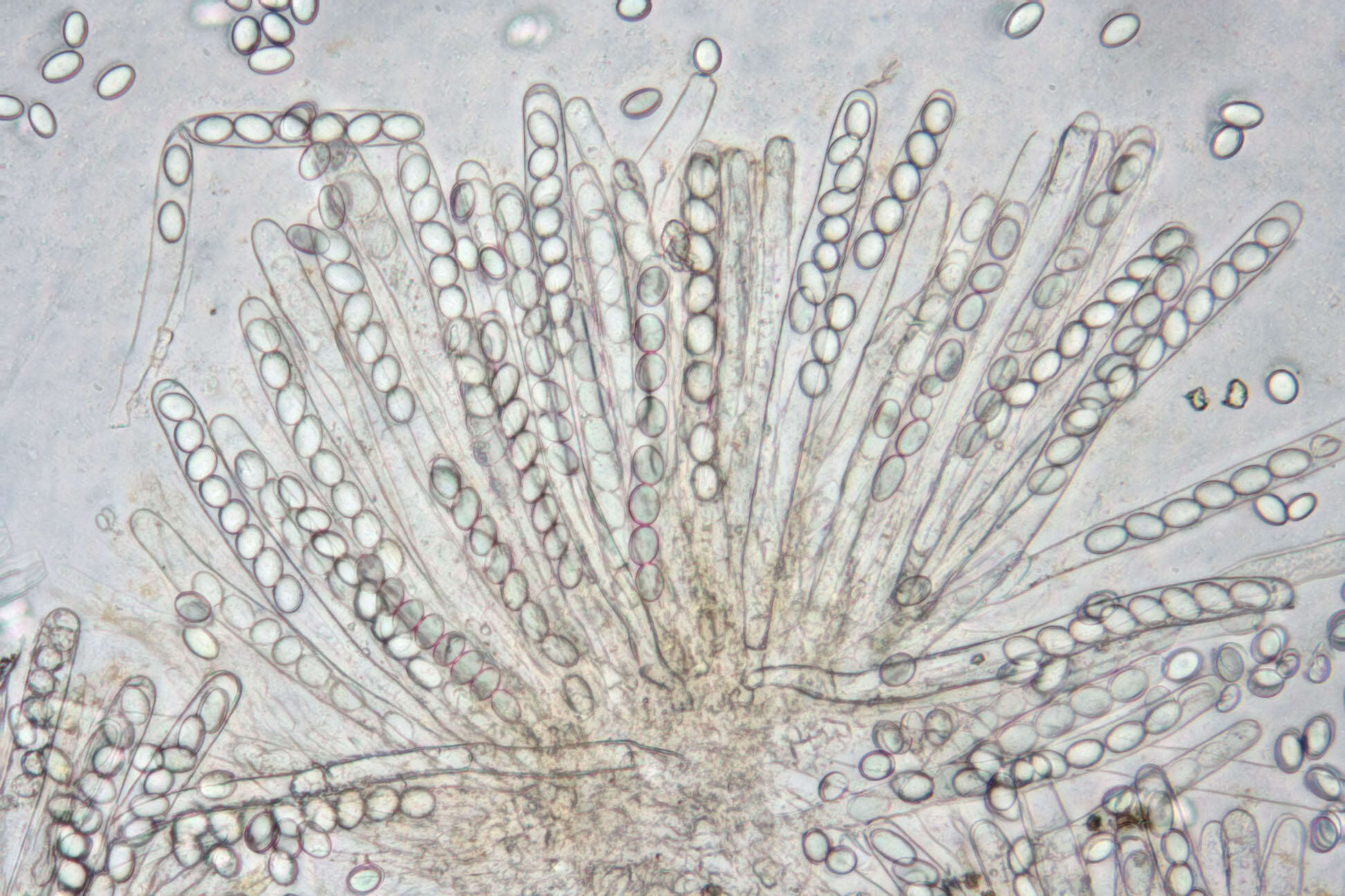 Pyronema domesticum (Sowerby) Sacc. 1889的圖片