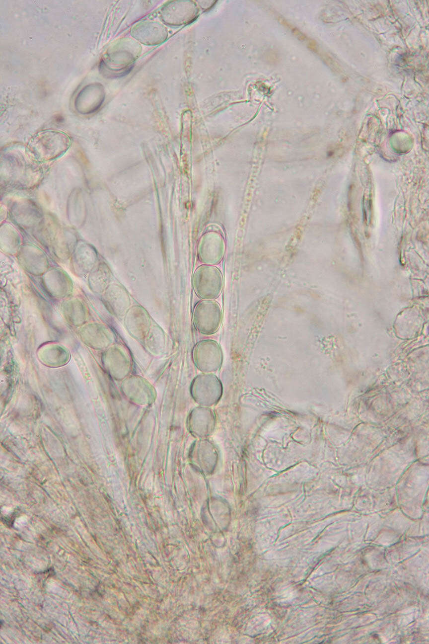 Pyronema domesticum (Sowerby) Sacc. 1889的圖片