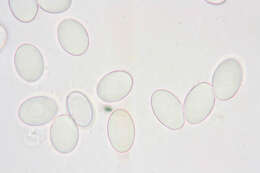 Pyronema domesticum (Sowerby) Sacc. 1889的圖片