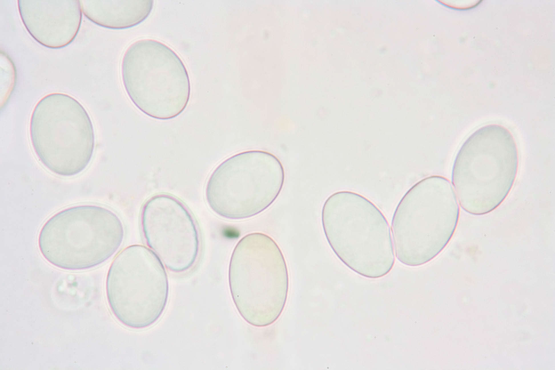 Pyronema domesticum (Sowerby) Sacc. 1889的圖片