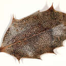 Image of Trochila ilicina (Nees ex Fr.) Courtec. 1986