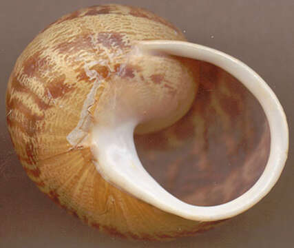 Image of Garden snail