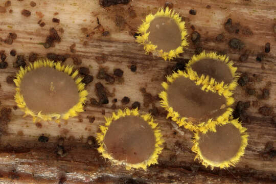 Слика од Belonidium sulphureum (Fuckel) Raitv. 1970