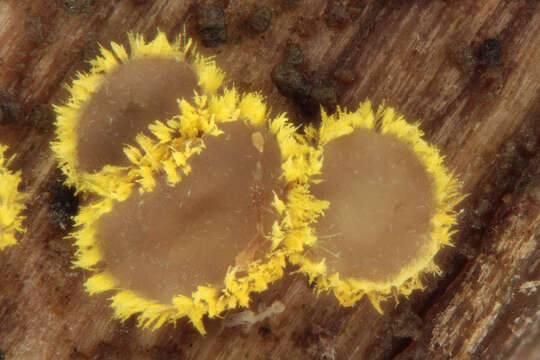 Слика од Belonidium sulphureum (Fuckel) Raitv. 1970