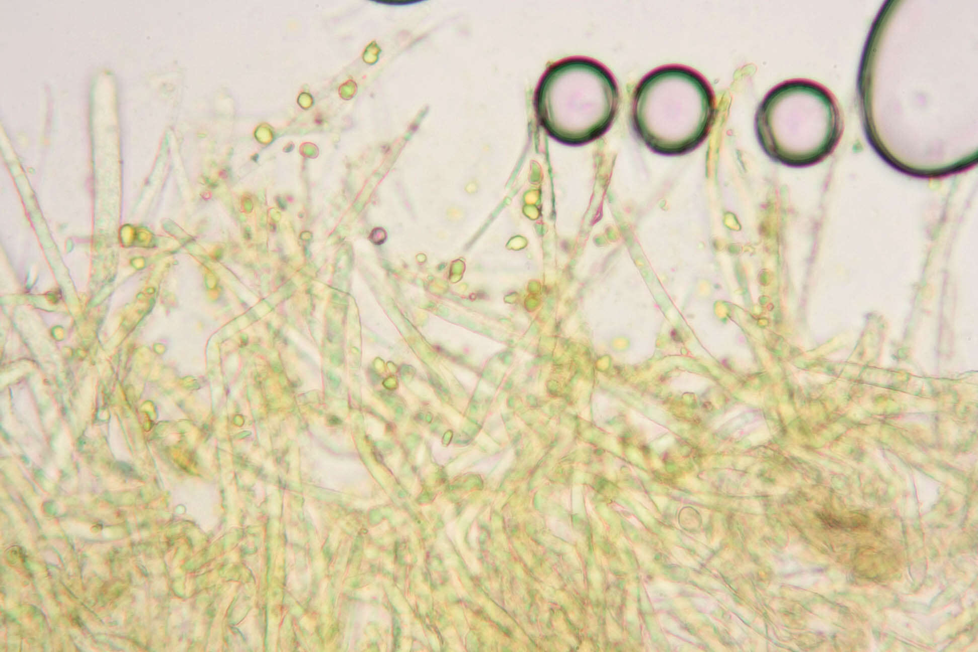 Слика од Belonidium sulphureum (Fuckel) Raitv. 1970