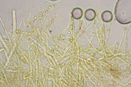 Слика од Belonidium sulphureum (Fuckel) Raitv. 1970