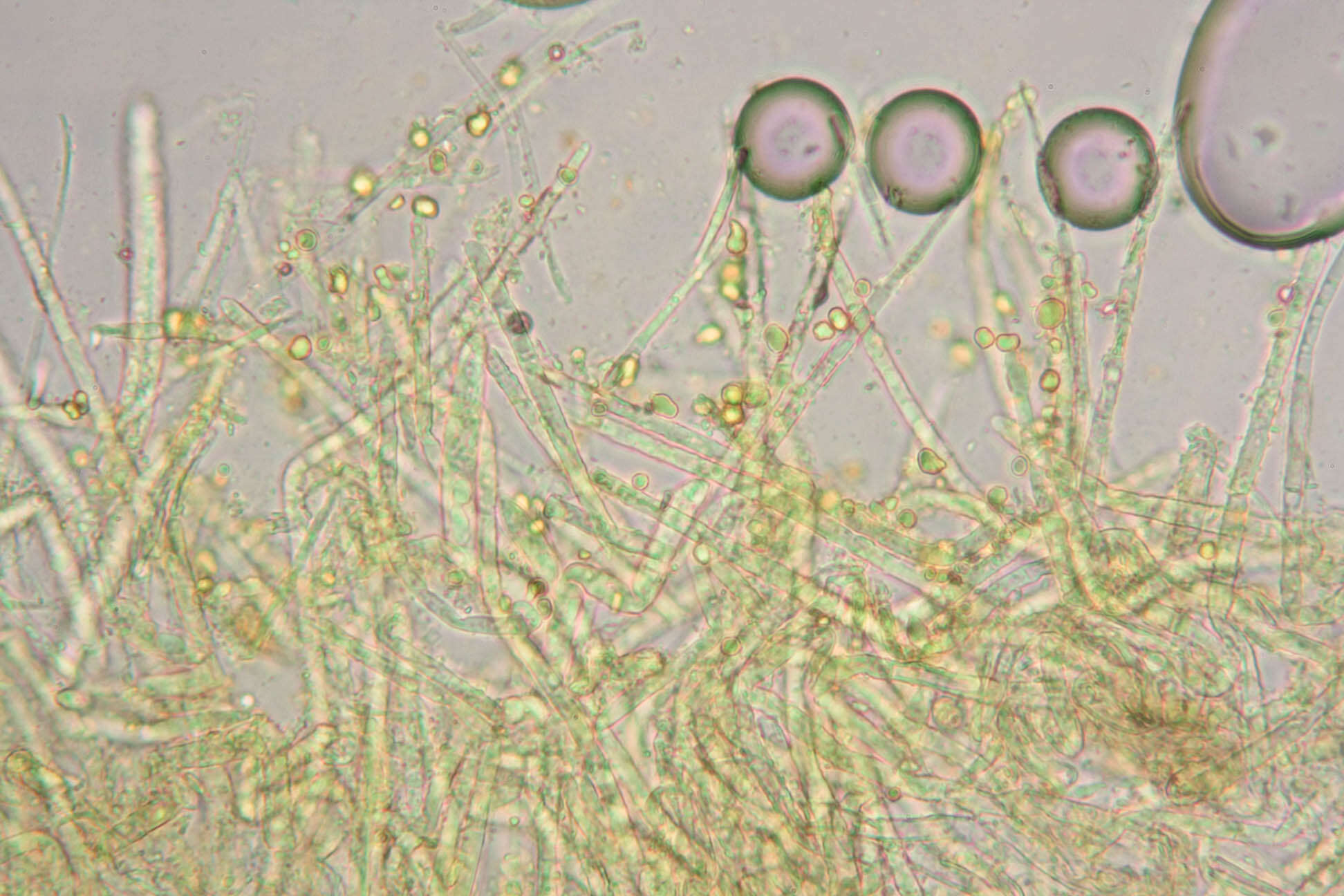 Image of Belonidium sulphureum (Fuckel) Raitv. 1970