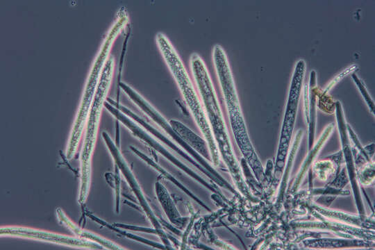 Слика од Belonidium sulphureum (Fuckel) Raitv. 1970