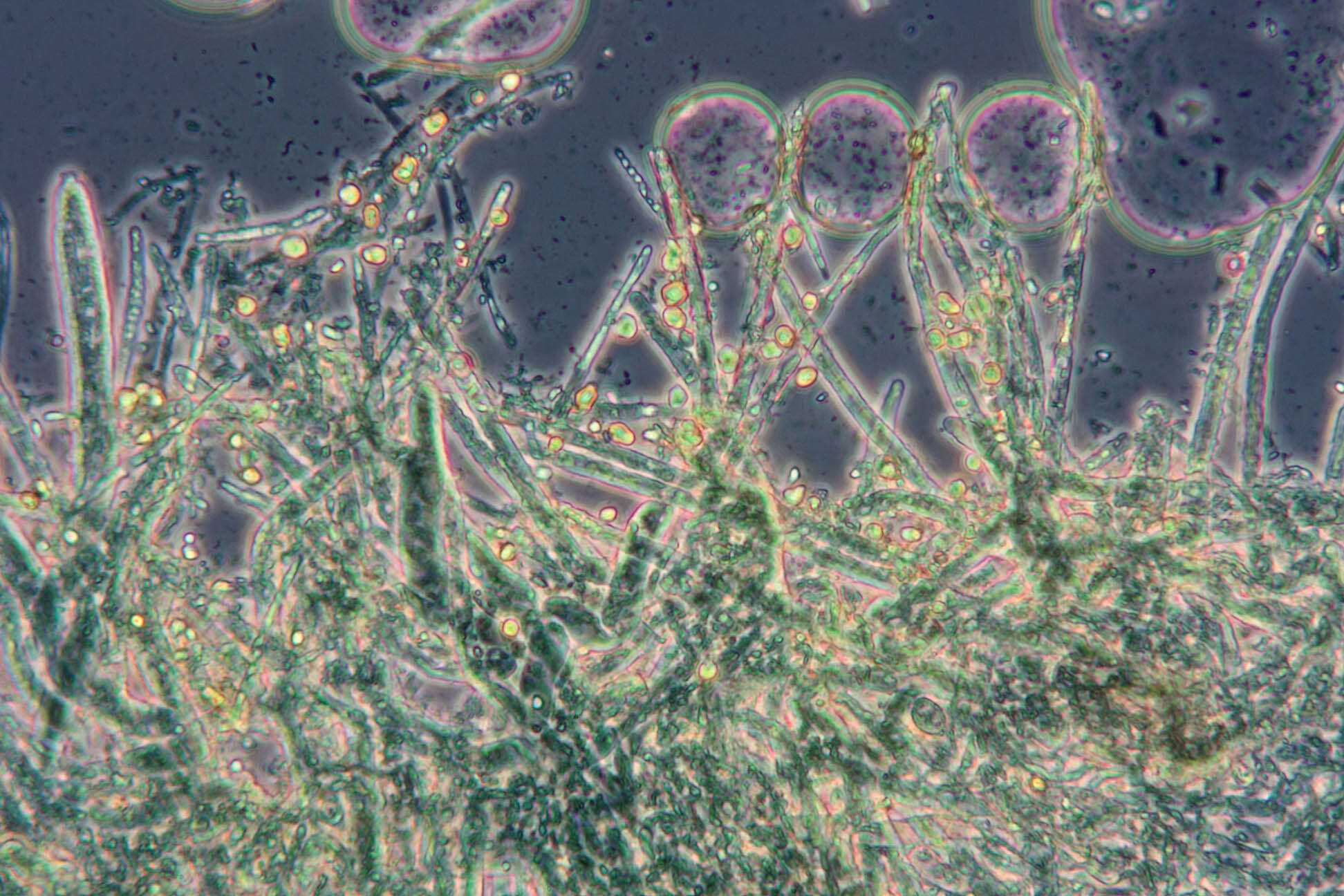 Image of Belonidium sulphureum (Fuckel) Raitv. 1970