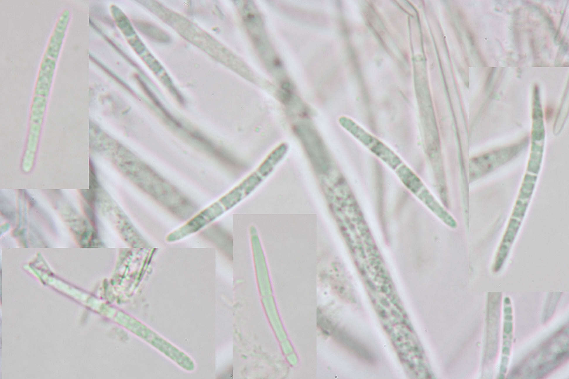 Image of Belonidium sulphureum (Fuckel) Raitv. 1970