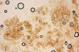 Image of Belonidium sulphureum (Fuckel) Raitv. 1970