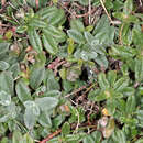Image of Helianthemum canum subsp. incanum (Willk.) Rivas Mart.