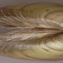 Image of Painter's Mussel