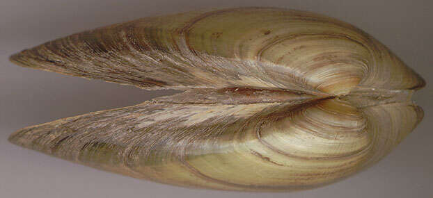 Image of Painter's Mussel