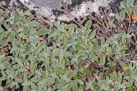 Image of Hoary Rockrose