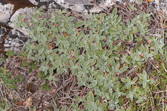 Image of Hoary Rockrose