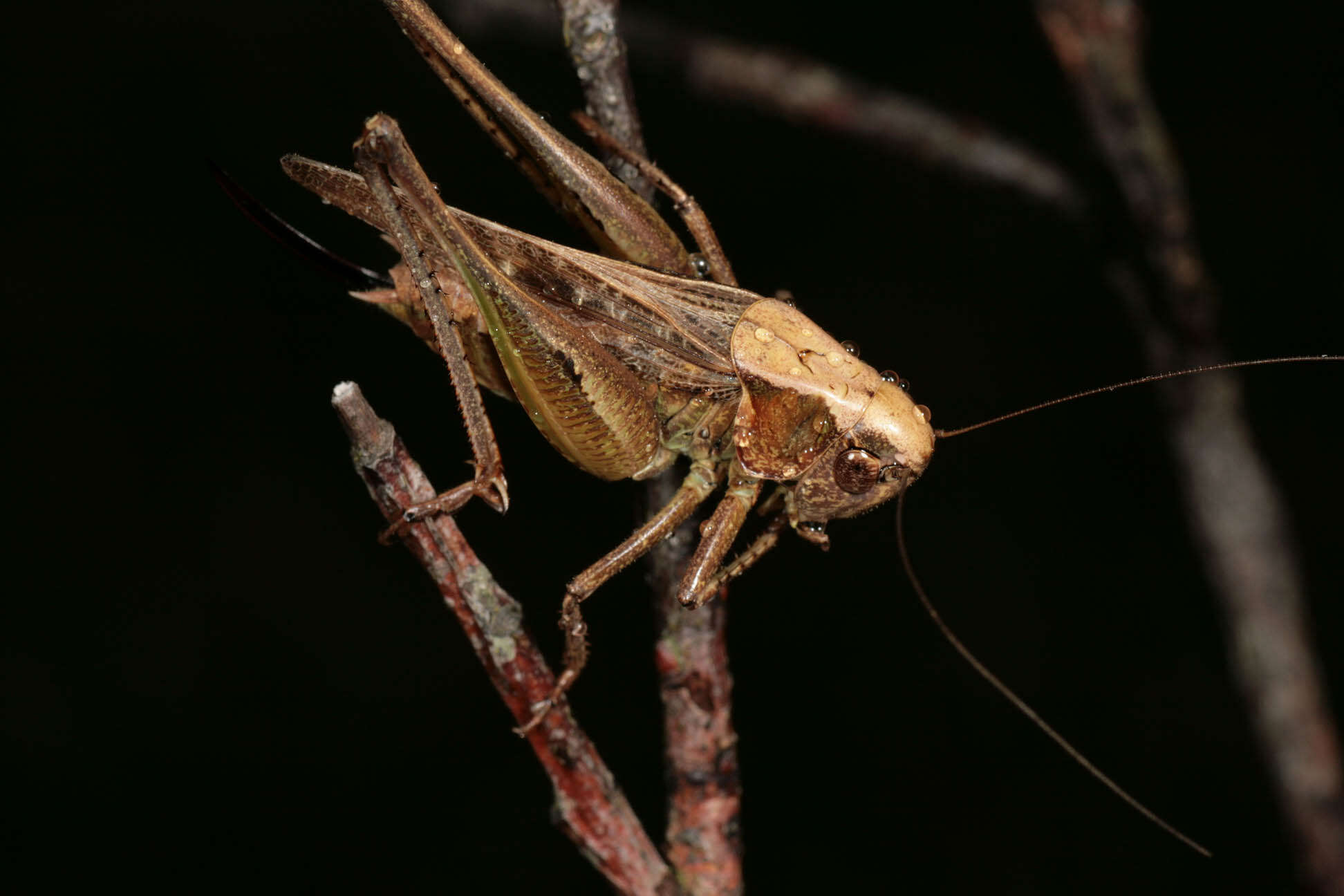 Image of grey bush-cricket