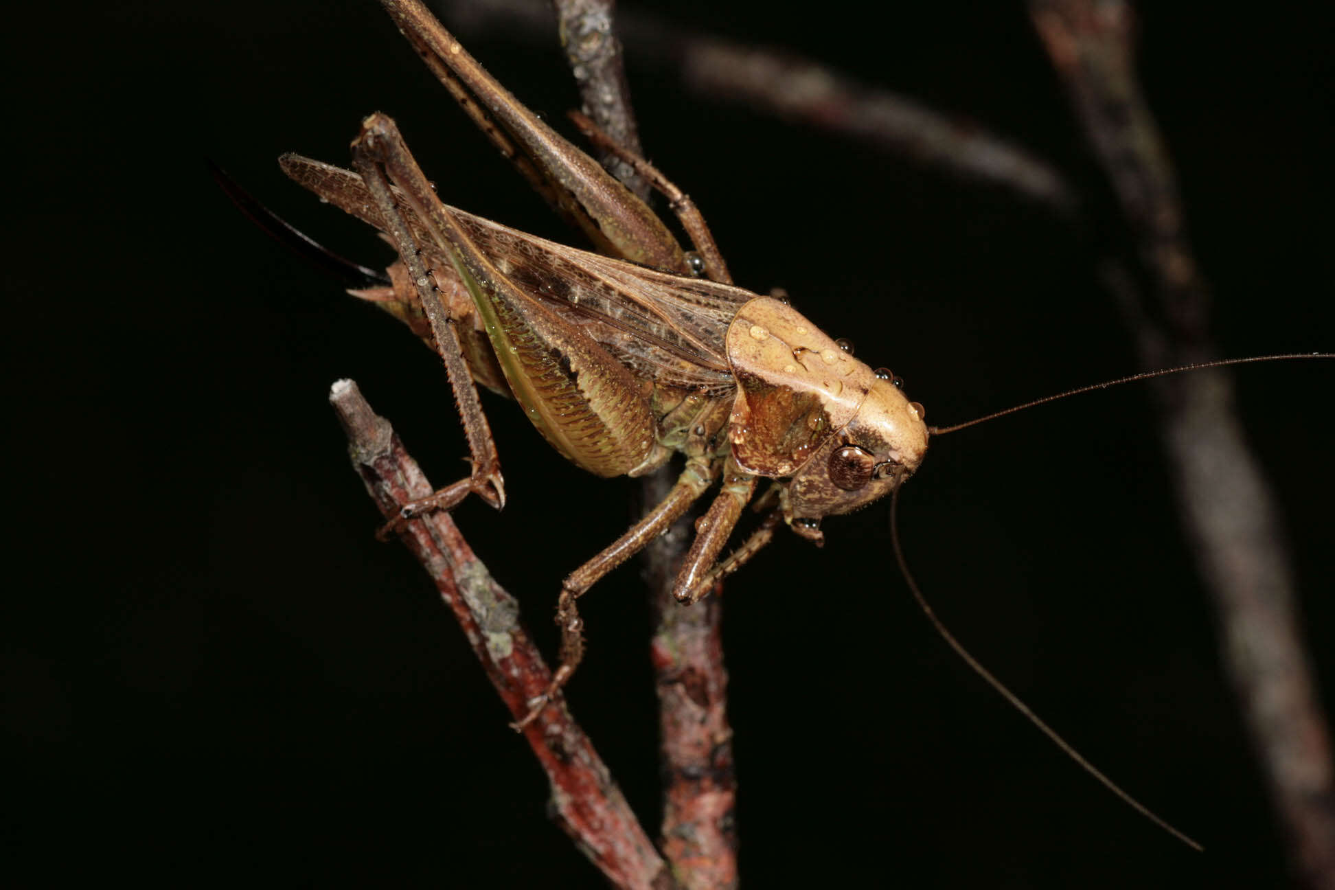 Plancia ëd Platycleis albopunctata (Goeze 1778)