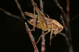 Image of grey bush-cricket