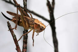 Image of grey bush-cricket