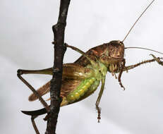 Image of grey bush-cricket