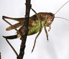 Image of grey bush-cricket