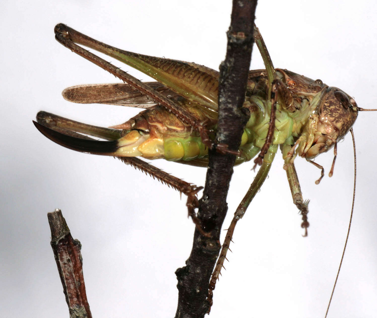 Image of grey bush-cricket