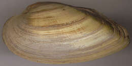 Image of Painter's Mussel