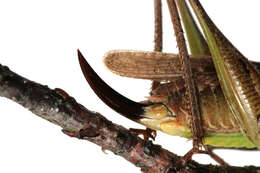 Image of grey bush-cricket